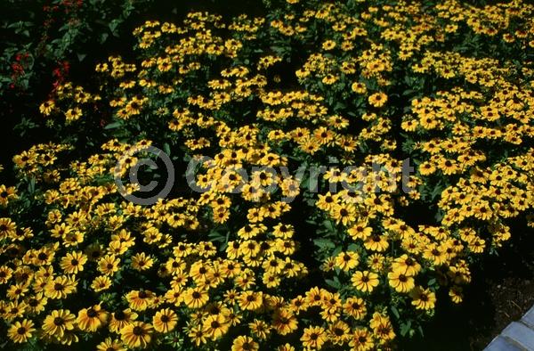 Yellow blooms; North American Native