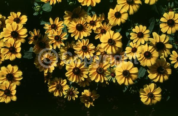 Yellow blooms; North American Native
