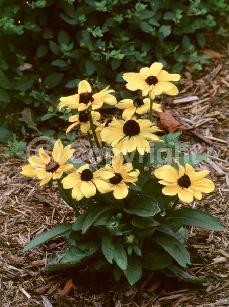 Yellow blooms; North American Native