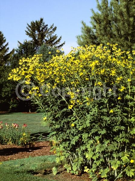 Yellow blooms; North American Native