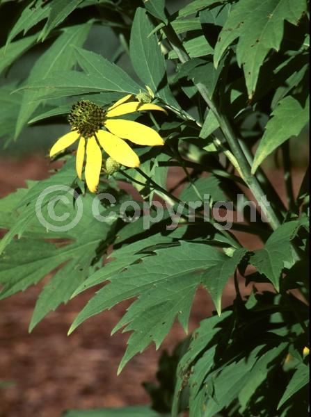 Yellow blooms; North American Native