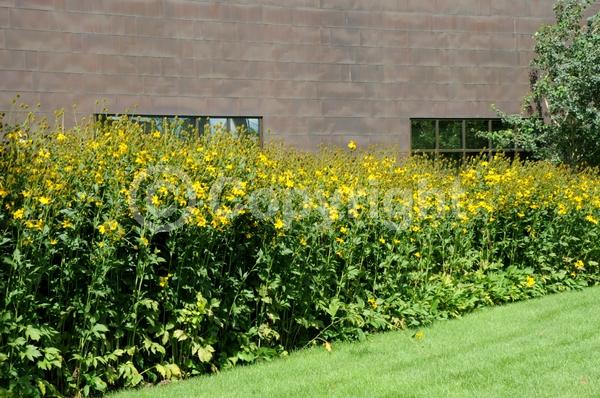 Yellow blooms; North American Native
