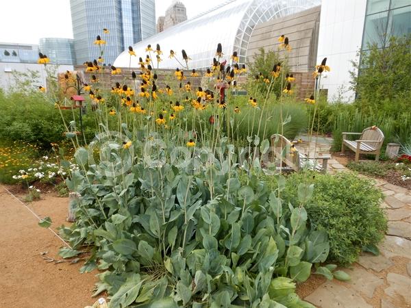 Yellow blooms; Deciduous; North American Native