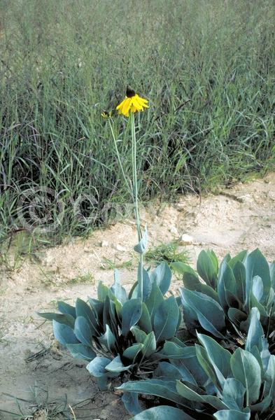 Yellow blooms; Deciduous; North American Native