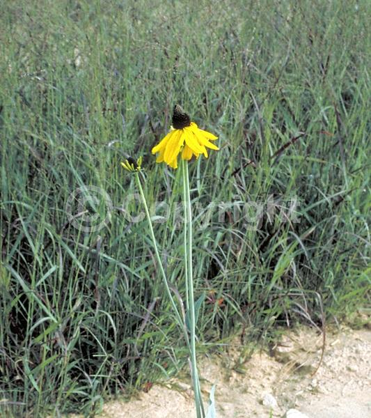 Yellow blooms; Deciduous; North American Native