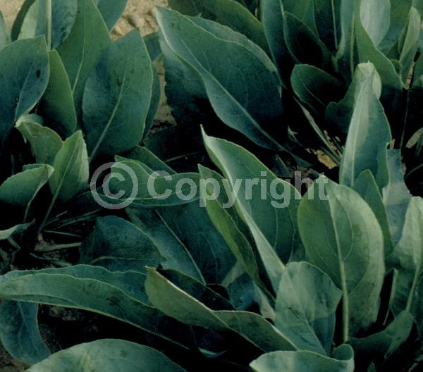 Yellow blooms; Deciduous; North American Native