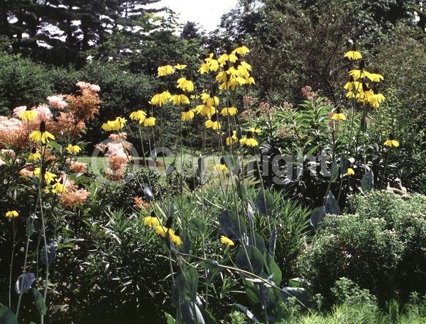 Yellow blooms; Deciduous; North American Native