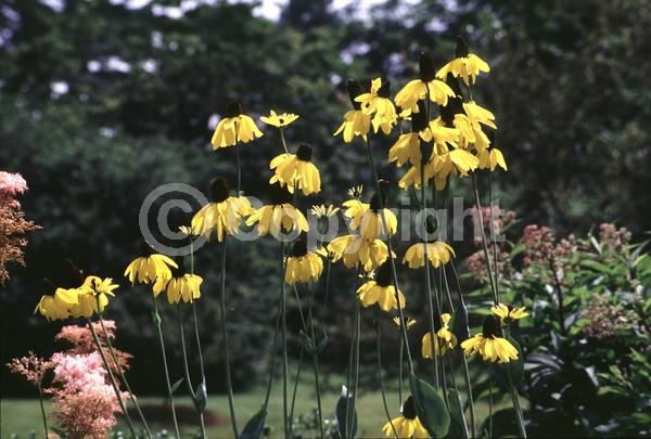 Yellow blooms; Deciduous; North American Native