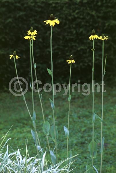 Yellow blooms; Deciduous; North American Native