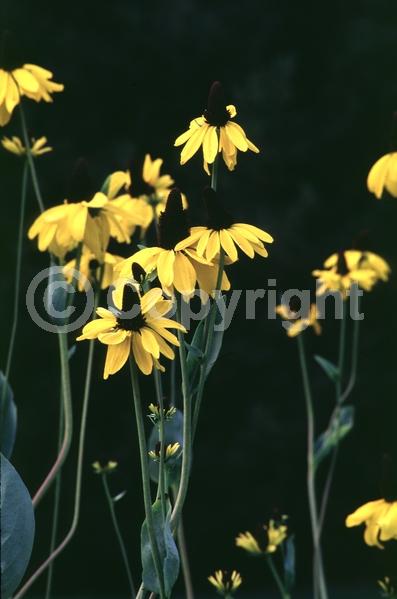 Yellow blooms; Deciduous; North American Native