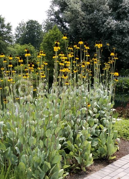 Yellow blooms; Deciduous; North American Native