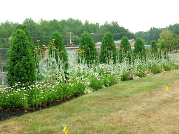 Yellow blooms; Deciduous; North American Native
