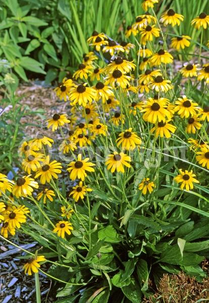 Yellow blooms; North American Native