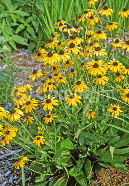 Yellow blooms; North American Native