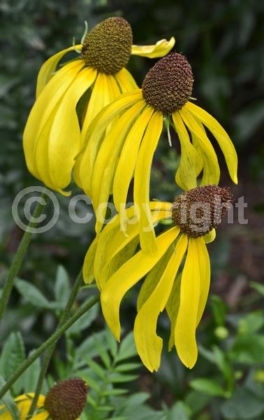 Yellow blooms; Deciduous; Broadleaf; North American Native