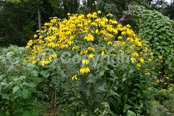 Yellow blooms; Deciduous; Broadleaf; North American Native