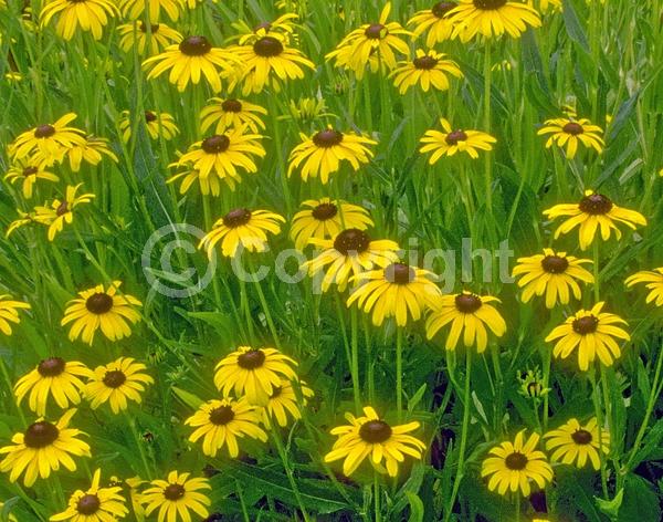 Yellow blooms; Deciduous; Broadleaf