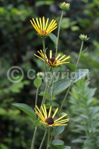 Yellow blooms; North American Native