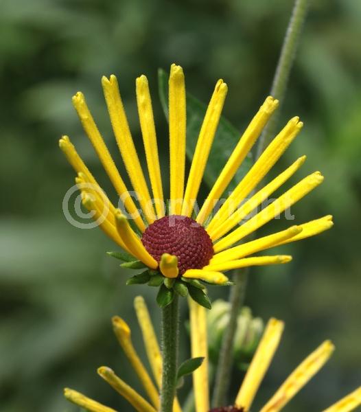 Yellow blooms; North American Native