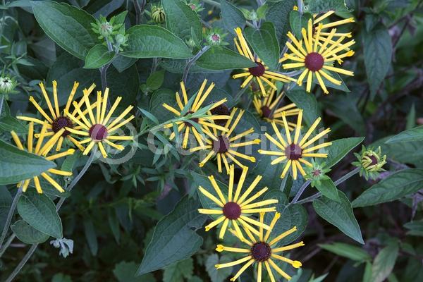 Yellow blooms; North American Native