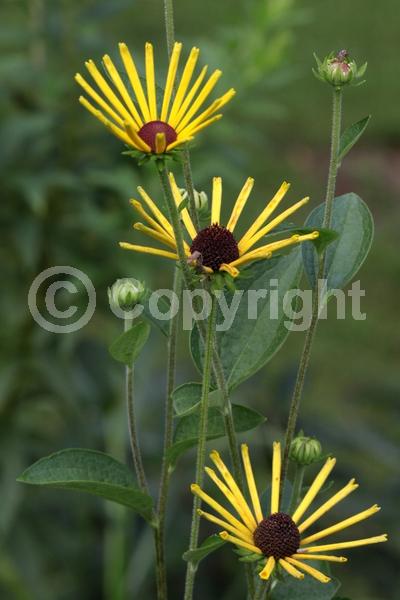 Yellow blooms; North American Native