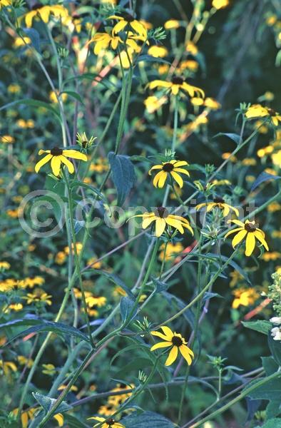 Yellow blooms; North American Native