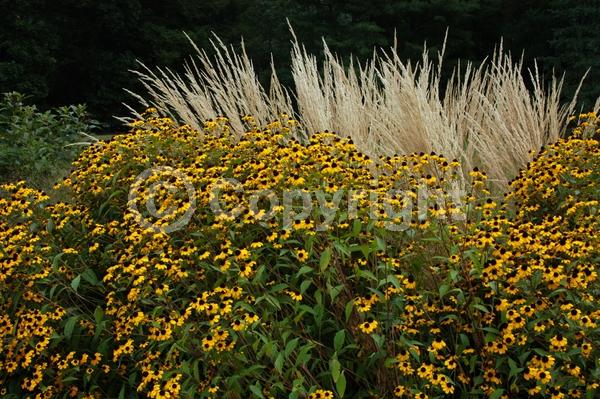 Yellow blooms; North American Native