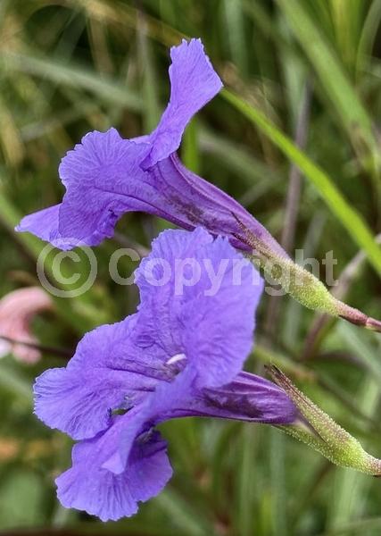 Purple blooms; Evergreen; Broadleaf