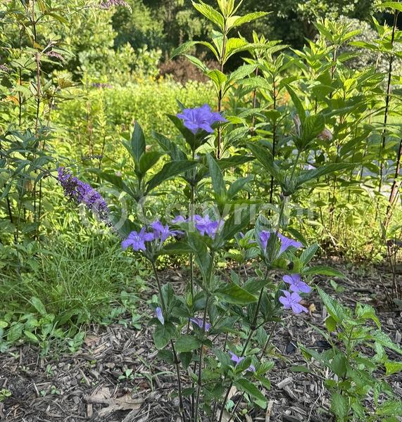 Lavender blooms; North American Native