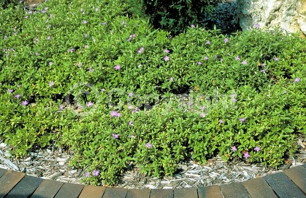 Blue blooms; Purple blooms; Deciduous; Broadleaf; North American Native