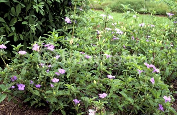 Blue blooms; Purple blooms; Deciduous; Broadleaf; North American Native