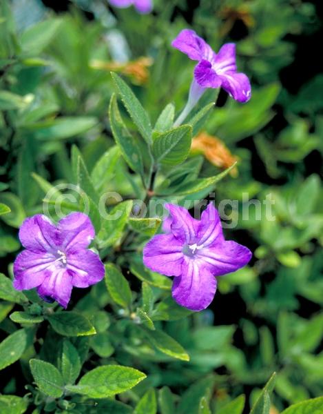 Blue blooms; Purple blooms; Deciduous; Broadleaf; North American Native