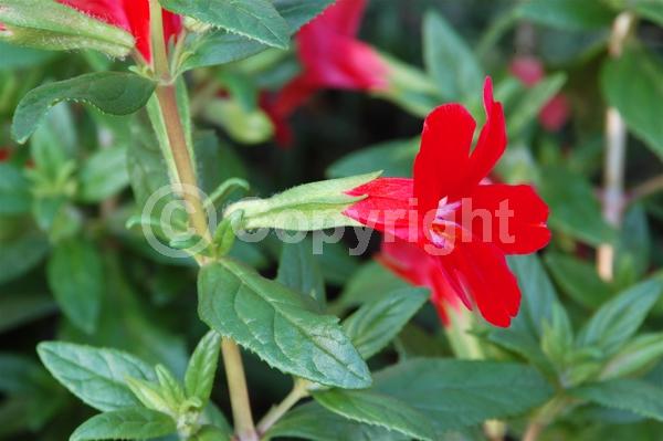 Red blooms; Evergreen