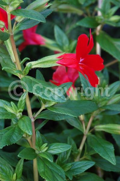 Red blooms; Evergreen