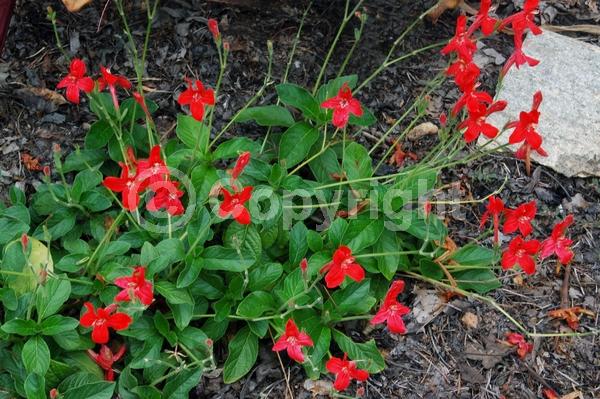 Red blooms; Evergreen