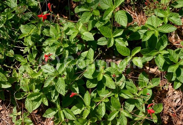 Red blooms; Evergreen