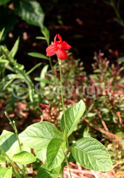 Red blooms; Evergreen
