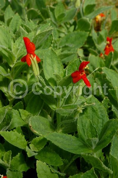 Red blooms; Evergreen