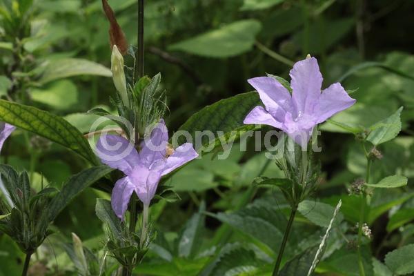 Lavender blooms; North American Native