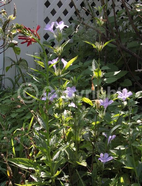 Lavender blooms; North American Native