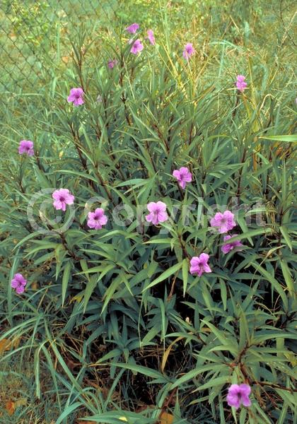 Blue blooms; Purple blooms; Evergreen; North American Native