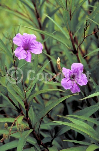 Blue blooms; Purple blooms; Evergreen; North American Native