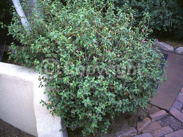 Blue blooms; Semi-evergreen; Broadleaf