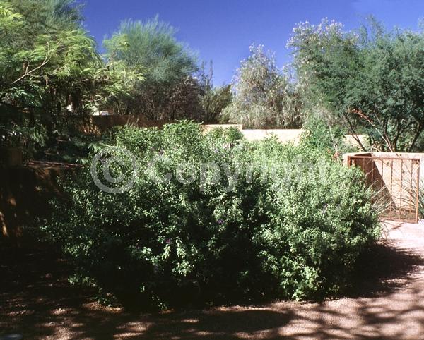Blue blooms; Semi-evergreen; Broadleaf