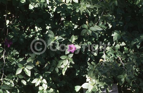 Blue blooms; Semi-evergreen; Broadleaf