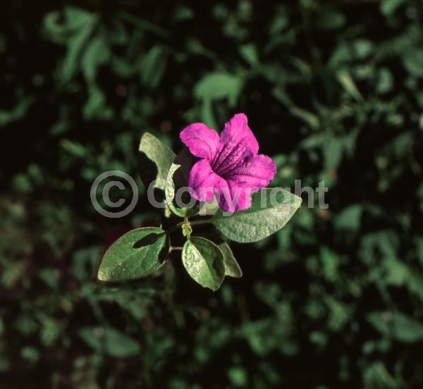 Blue blooms; Semi-evergreen; Broadleaf