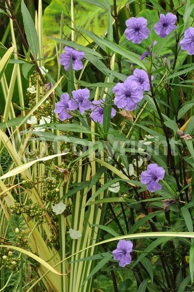 Purple blooms; Evergreen; Broadleaf; 