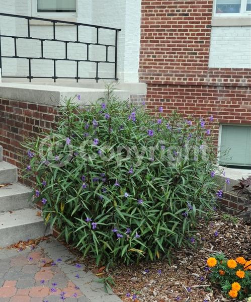 Purple blooms; Evergreen; Broadleaf; 