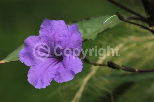 Purple blooms; Evergreen; Broadleaf; 