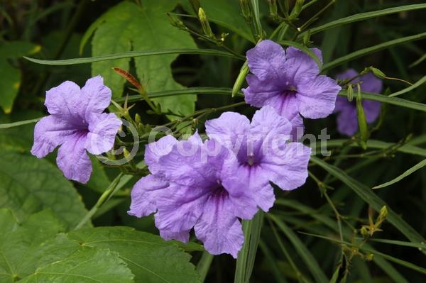 Purple blooms; Evergreen; Broadleaf; 